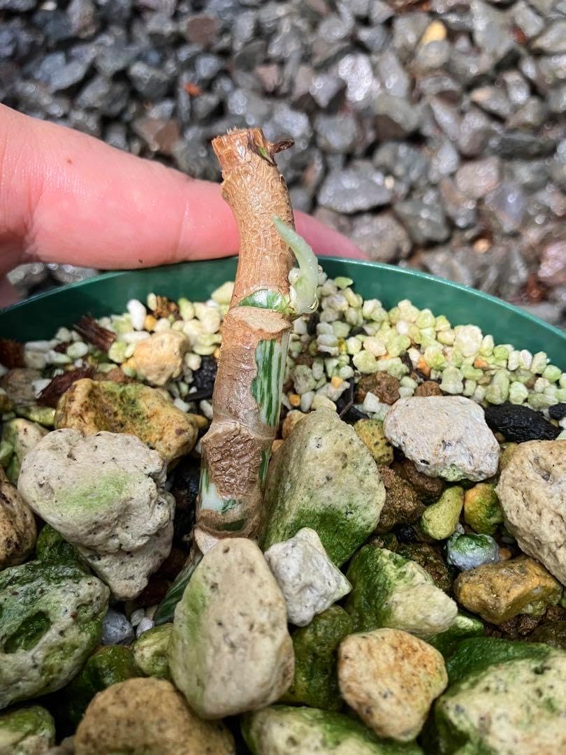 モンステラ45 斑入 ゼブブルーミント ボルシギアナ 新芽展開中 発根