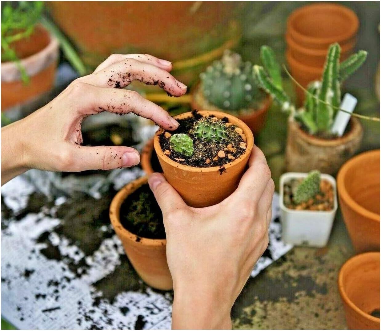 Mokuzai Cactus & Succulent Compost - Cacti Soil Block - Organic Fast Draining (for 1000 ml soil)