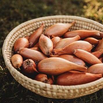Zebrune Shallot Cuisse de Poulet du Poitou - 50 Seeds, Thresh Seed Co.