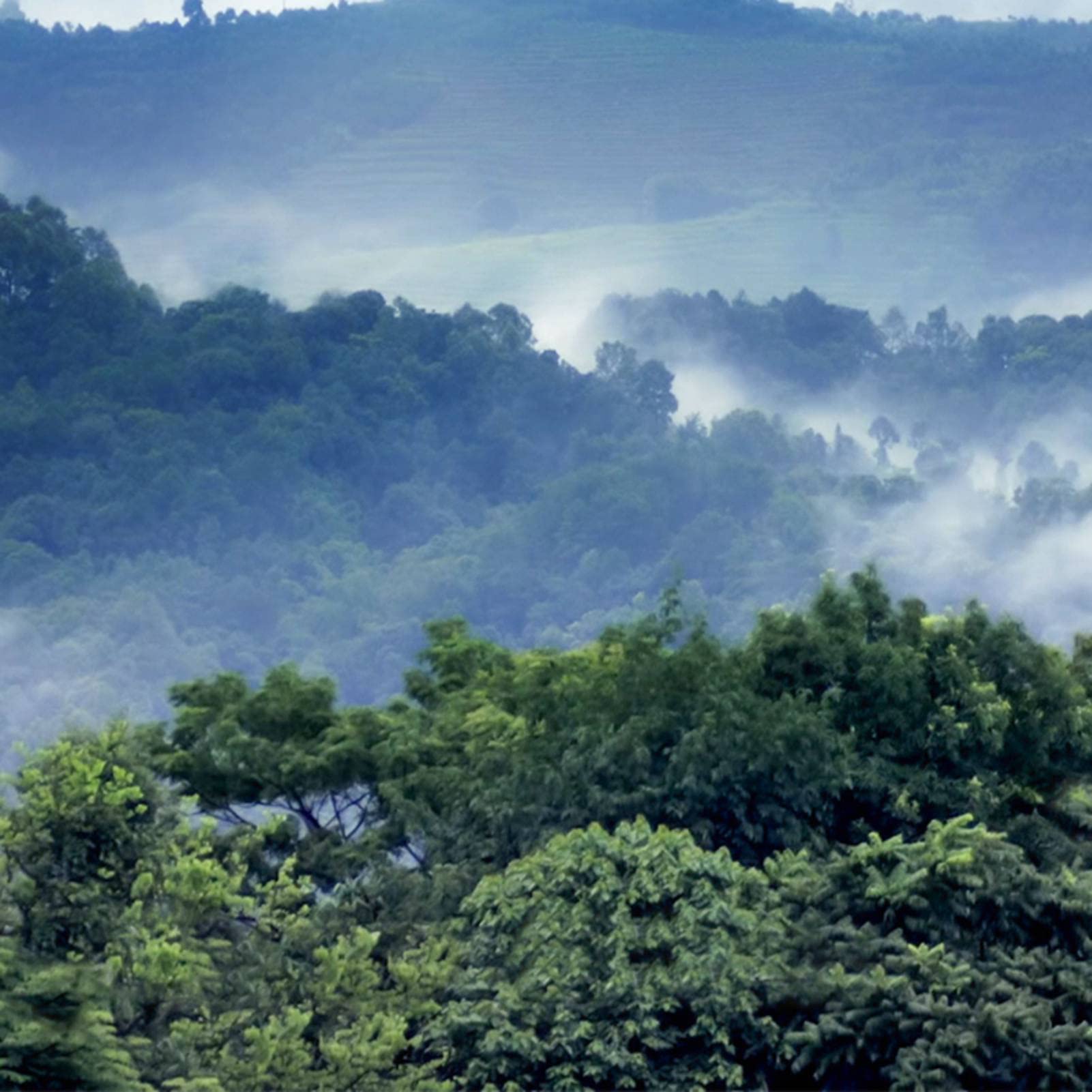 Herbata Puer ze skórką pomarańczy, 65g Herbata Puer ze skórką pomarańczy Chińska herbata Yunnan Pu Erh do codziennego użytku w akademiku biura herbaciarni