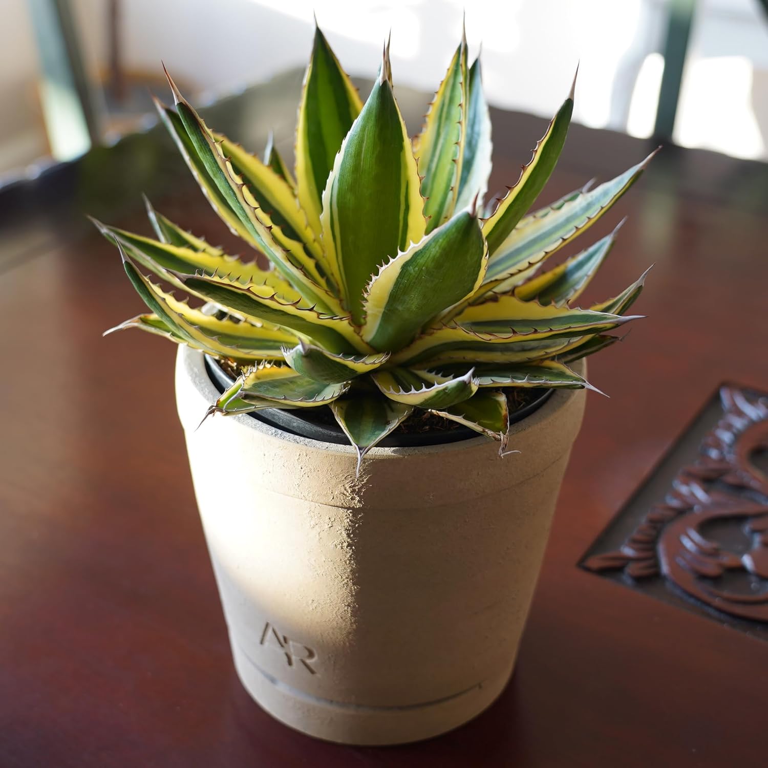 Altman Plants lophantha Quadricolor Agave Plant, Exotic Succulent, Live Plant Decor, Exotic Plants & Rare Plants, Real Plants Live Succulents Plants Live Houseplants, Rare Succulent Plants Live Plants