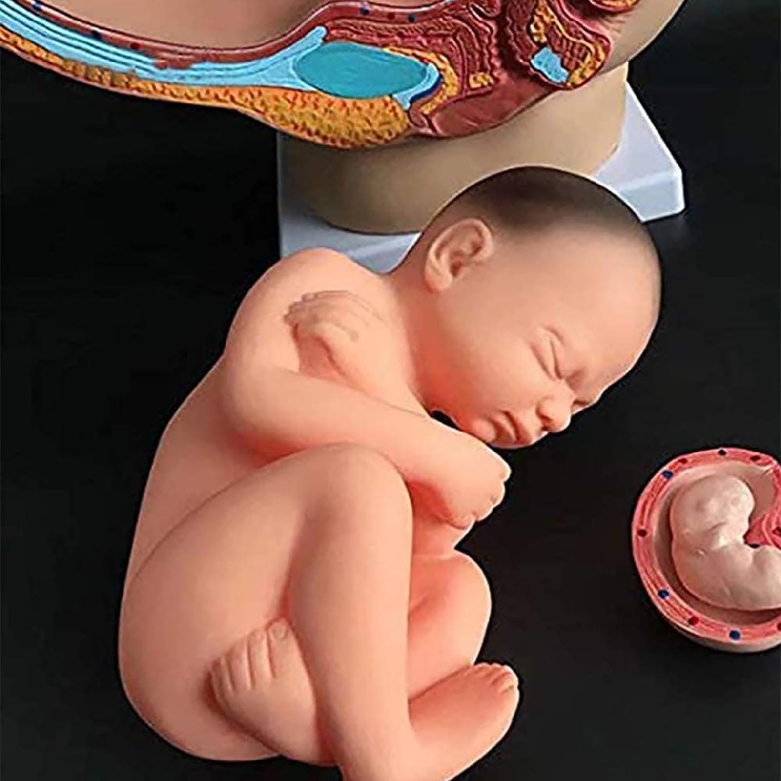 人体模型 解剖モデル　女性骨盤胎児モデル妊娠 9 ヶ月胎児 Amazon.co.jp: 4ピース人間女性骨盤セクション妊娠解剖学モデル