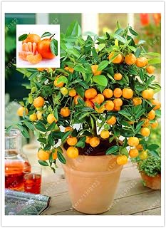 20 orange seeds dwarf Bonsai Mandarin Orange Seeds Edible Fruit tree for home garden
