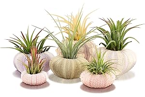6-Piece Air Plant with Holder