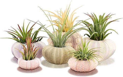 6 piezas colgantes de erizo de mar colgante para plantas de aire, mini maceta colgante de conchas de colores surtidos, 6 estilos, lindo contenedor