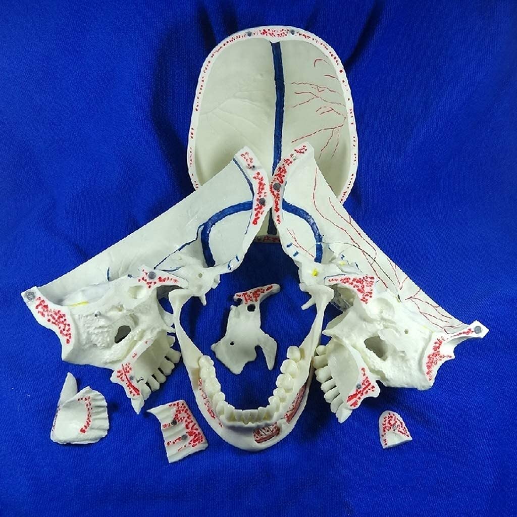Model do badania odpinany model czaszki, anatomiczny model czaszki-zdejmowany 10 części czaszka neurologia czaszka nauczanie modeli anatomii człowieka