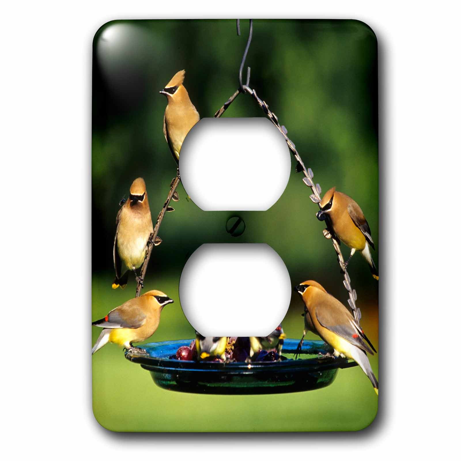 3dRose lsp_250853_6 Cedar Waxwings on Grape Jelly Birdfeeder, Marion, Il Plug Outlet Cover, Multicolor