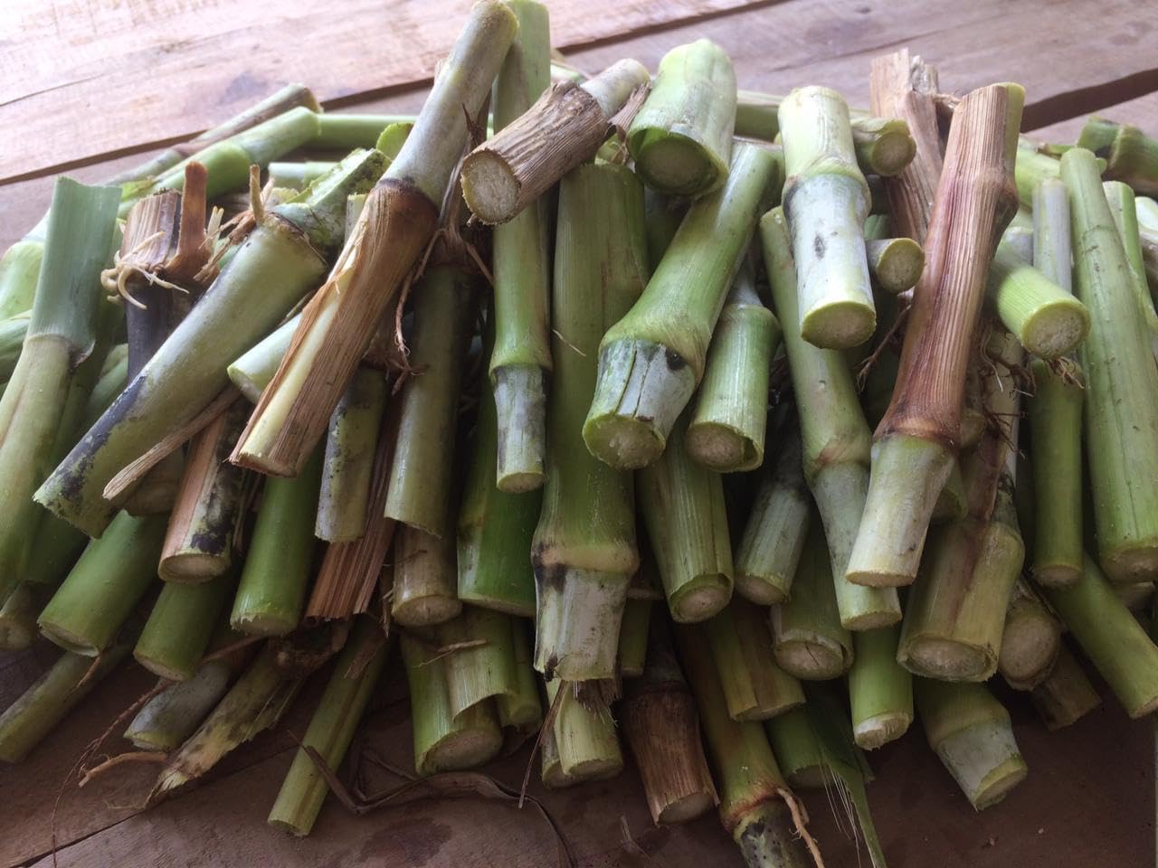 Hybrid Super Napier Grass Sticks | Pack of 50 Green Napier Sticks | Green Fresh Napier Sticks