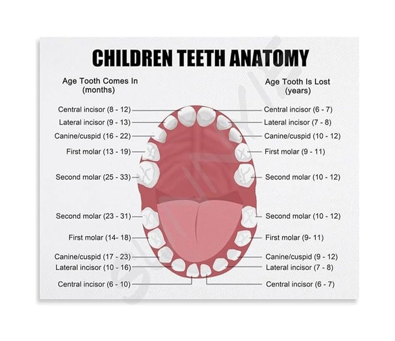MQXFCZUX Health Education Poster Teeth Anatomy Diagram Canvas Wall-Art for Clinic Classroom Office Student Reference Framed,12x18inch(30x45cm)