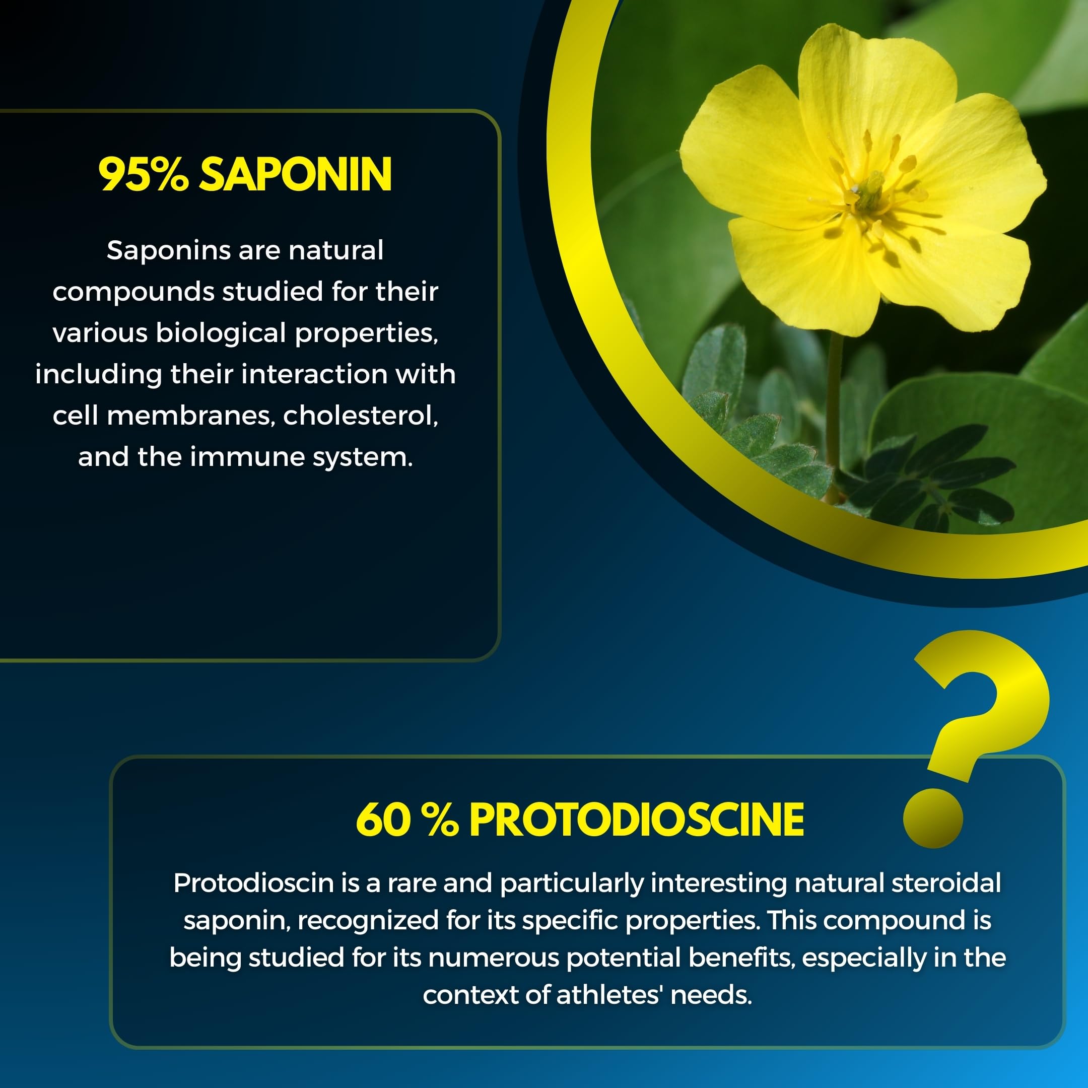 TRIBULUS TERRESTRIS ~ Wysokie stężenie 100:1 ~ Wydajność sportowa ~ 95% Saponin ~ 60% Protodioscyna ~ Testowany i certyfikowany ~ Bez Mykotoksyn ~ Wysoka zawartość aktywnych składników ~ Francuskie La