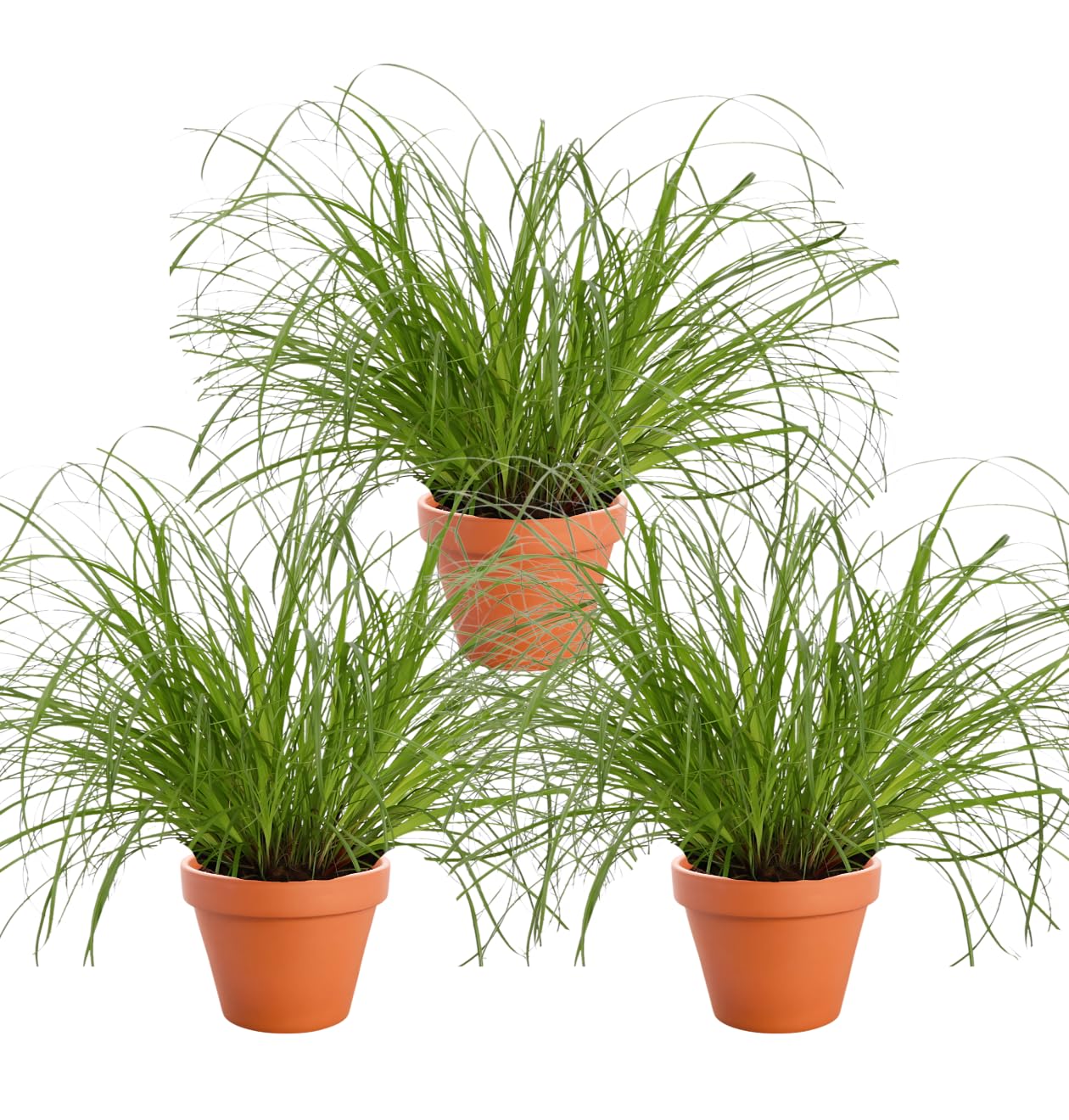 Kattengras kopen? Parapluplant Cyperus Alternifolius vanaf € 5,95