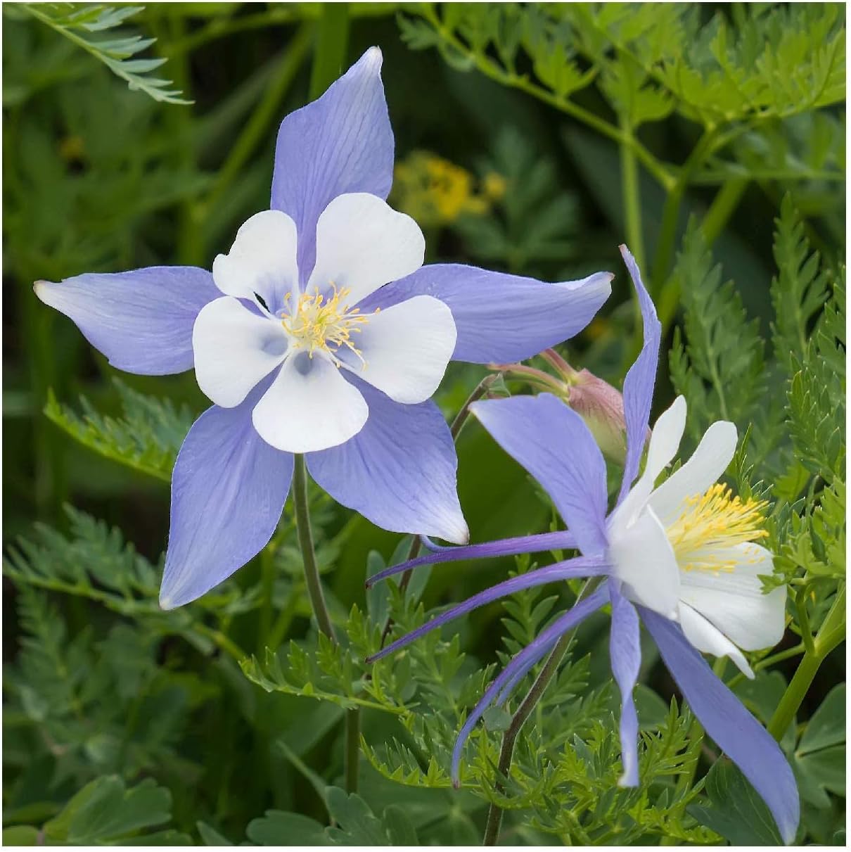 Everwilde Farms - 1/4 Lb Blue Rocky Mountain Columbine Native Wildflower Seeds - Gold Vault