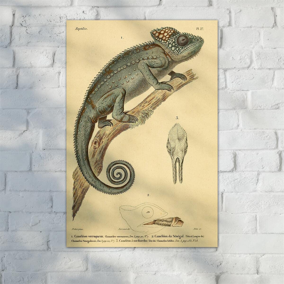 Amazon.co.jp: Meishe アートポスター プリント カメレオン