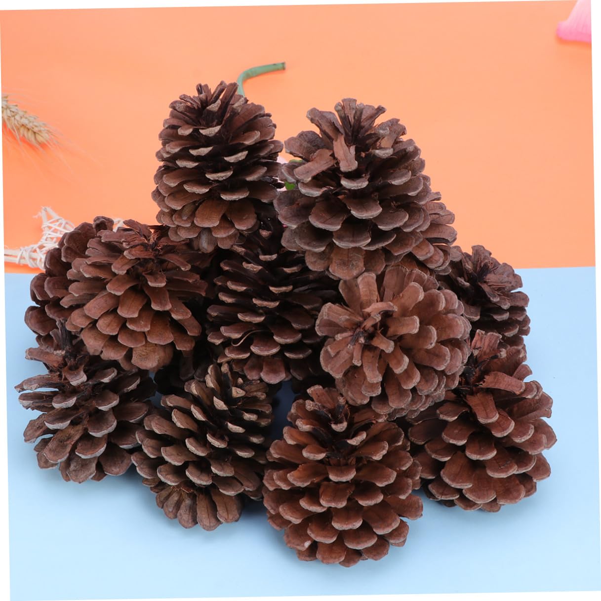 Pigne Natalizie Decorative 50 Pezzi 6-8cm in Pigne Naturali | Albero di Natale e Tavola, Uso Ripetuto, Atmosfera Festiva Invernale, Addobbi per Vetrina
