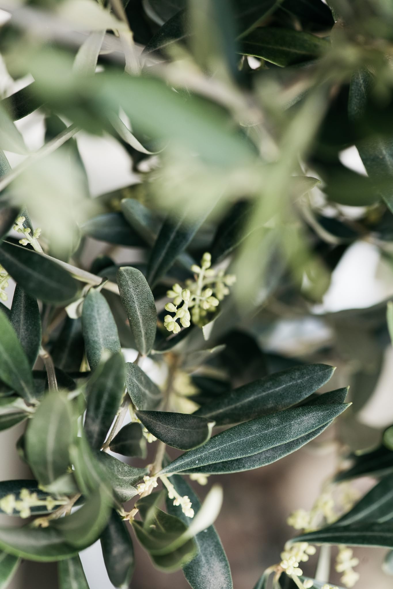 Olea Europaea - Albero di ulivo, misura XL, 80-100 cm, per balcone, terrazza e giardino, vaso da 19 cm (2)