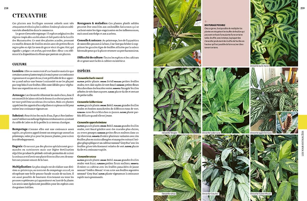 Encyclopédie des plantes d'intérieur: 500 plantes, des plus classiques aux plus insolites - Les choisir, les entretenir, les soigner - Les mutiplier et agrandir sa collection