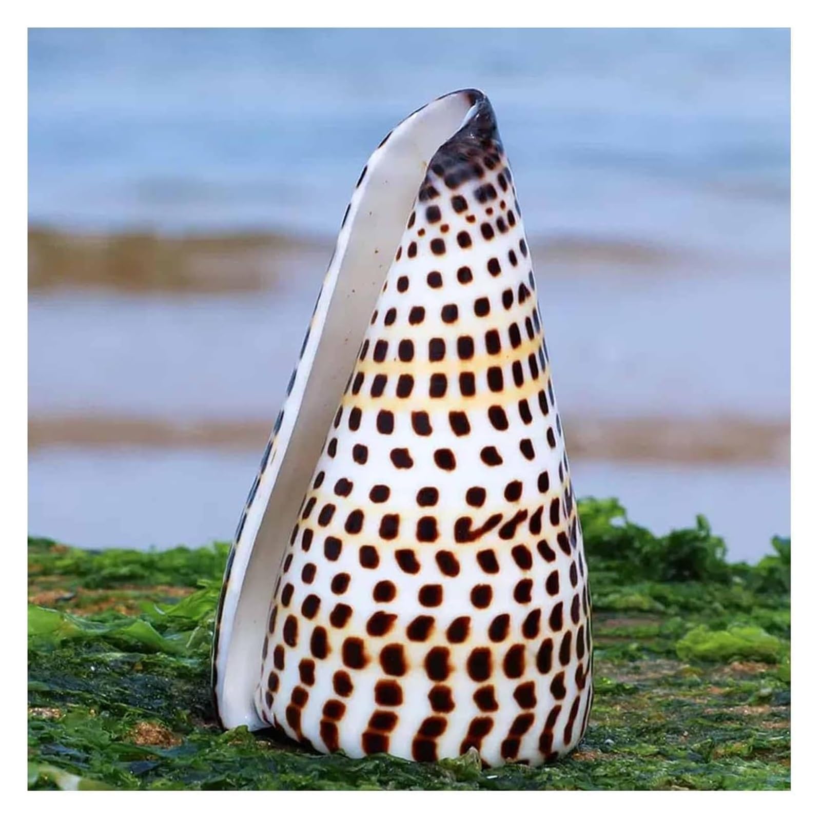 YKMYXZ shells， 6-11Cm Party Wedding Home Decorations Accessories(7~8cm)