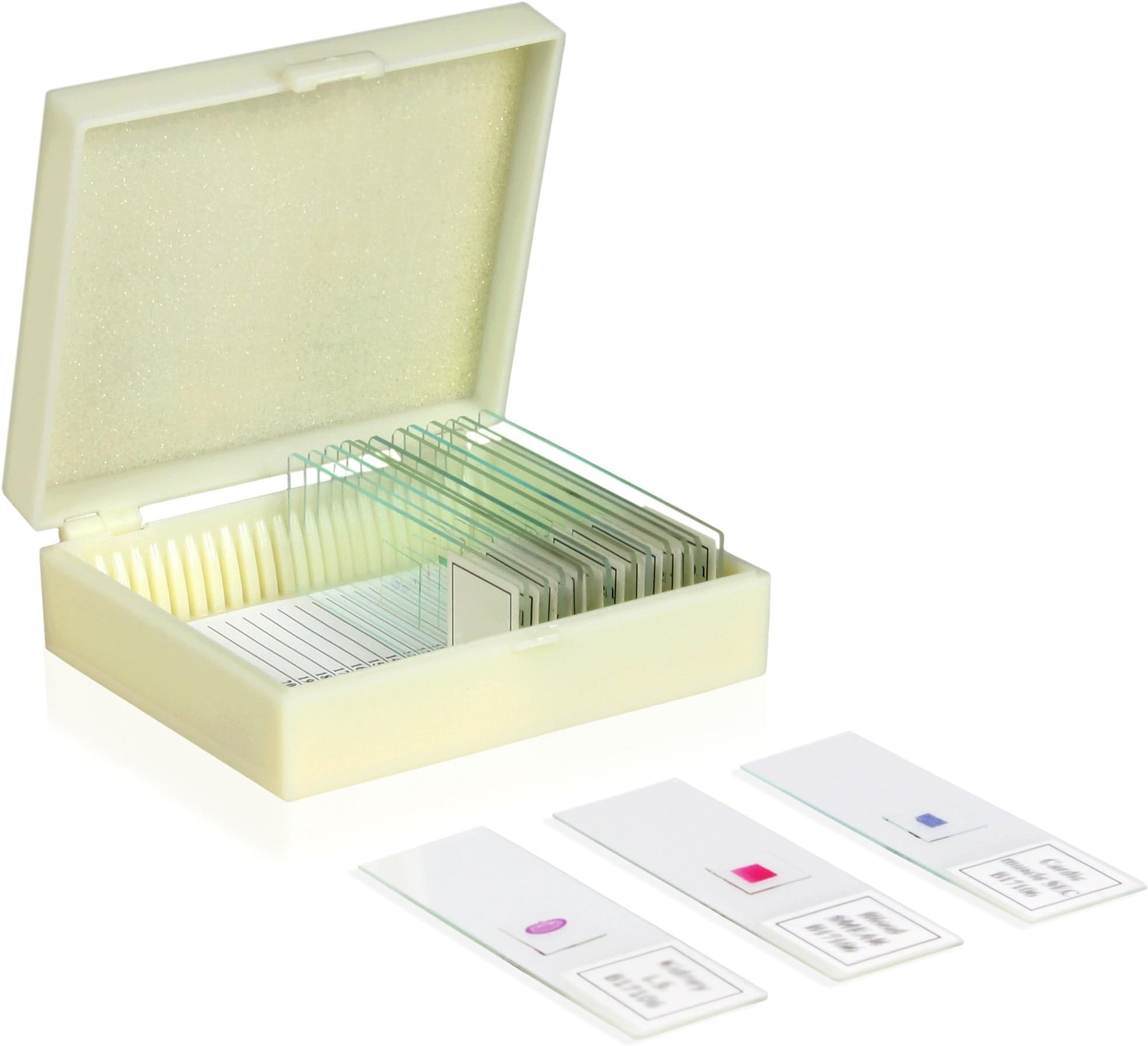 Walter Products B17117 Prepared Slide Set-Water Life (Pack of 12)