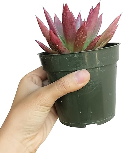 Miniatura 4 de Echeveria Agavoides - Suculenta de lápiz labial  Suculenta saludable Echeveria Live de fácil cuidado, planta interior de casa, totalmente arraigada