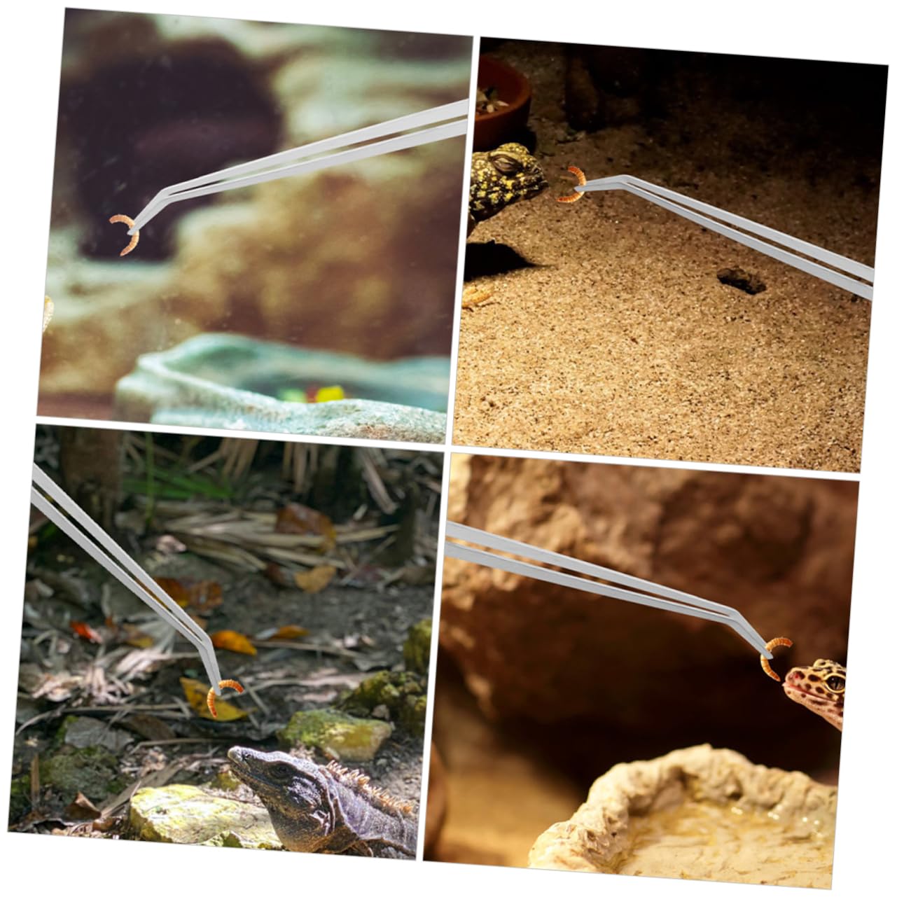 HANABASS 10piezas De Alimentación para Reptiles De Metal Cabezas Recta y Curva Herramienta Práctica para Acuarios y Terrarios Diseño Antideslizante y Duradero para Alimentar Facilidad