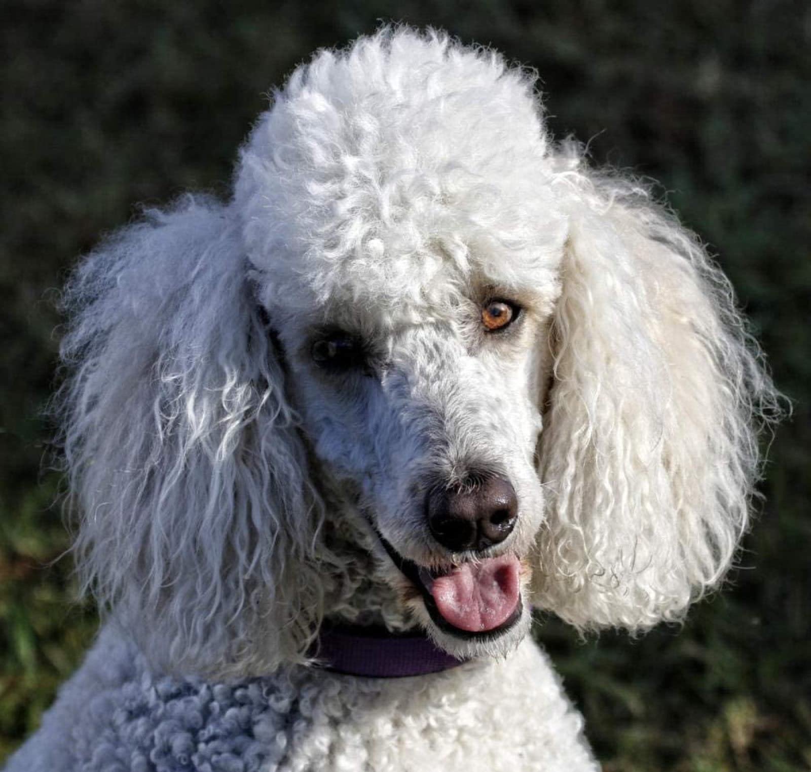 Nprzm H124 Diamond Embroidery 5D Diamonds Painting Full Kit White Poodle Dog Diamond Painting Kits For Adults Rhinestone, Diamond Arts Craft For Home Wall Decor 40X50cm