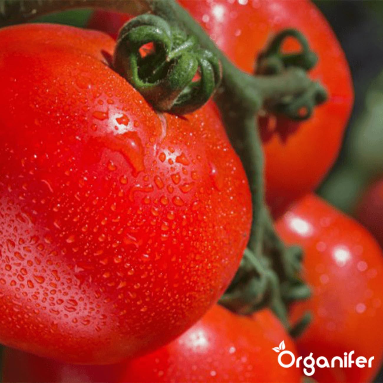 Pack Semillas De Tomate