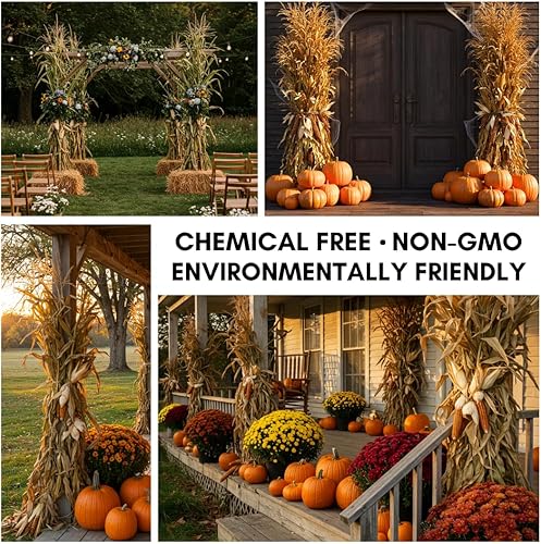 Miniatura 5 de Paquete de tallos de maíz seco para decoración o exhibición, 5 pies de alto, Shucks de maíz con orejas adheridas, sin California (12 tallos)