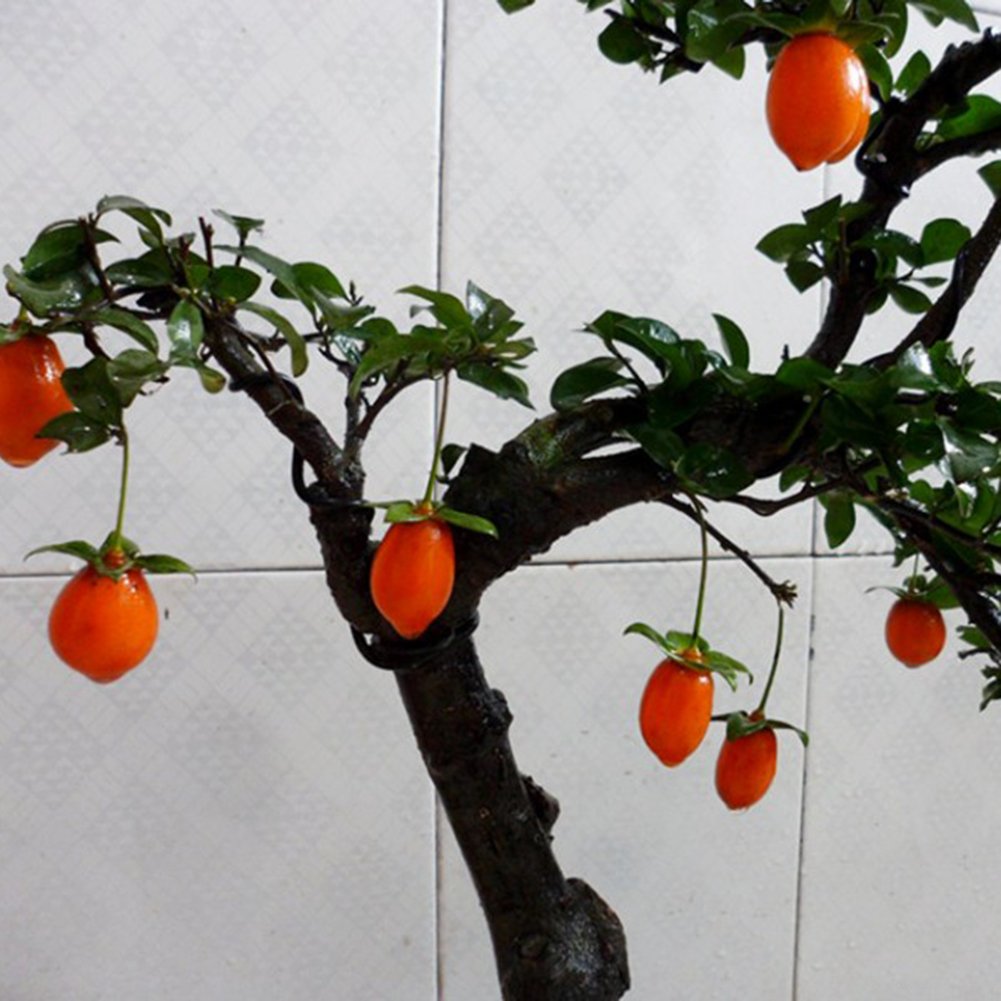 Buy Steellwingsf 20Pcs Yard Park Flower Seed Dioros Cathayensis Bonsai Tree Fruit Edible Rare