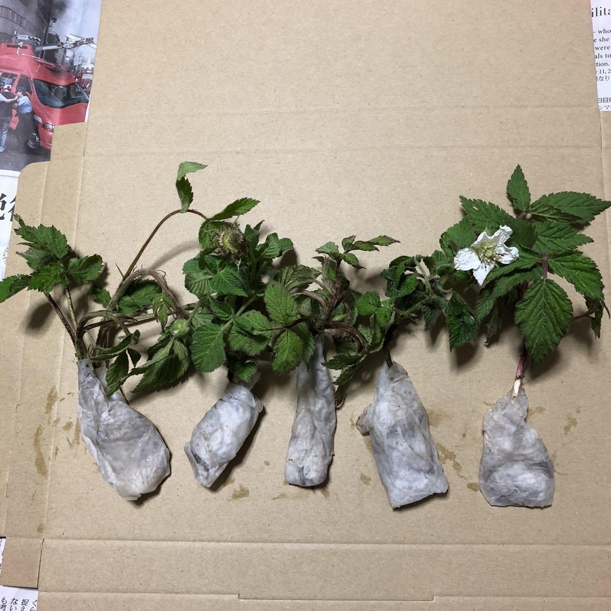 木苺苗　3株 木苺苗3株