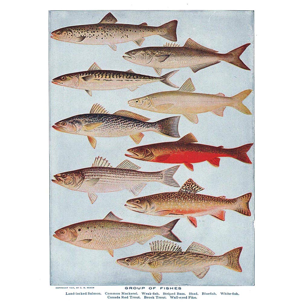 Wee Blue Coo Drawing Scientific Fish Salmon Mackerel Trout Pike Art Print Poster Wall Decor 12X16 Inch