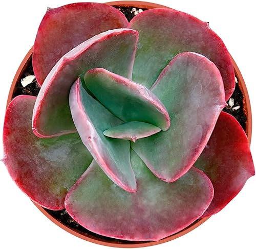 Sprout N Green Echeveria - Planta suculenta viva de color rojo grande, totalmente enraizada en macetas de 4 pulgadas con mezcla de tierra, planta de