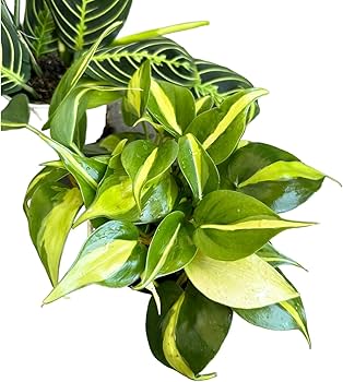 716y7O2ggwL._AC_UF350,