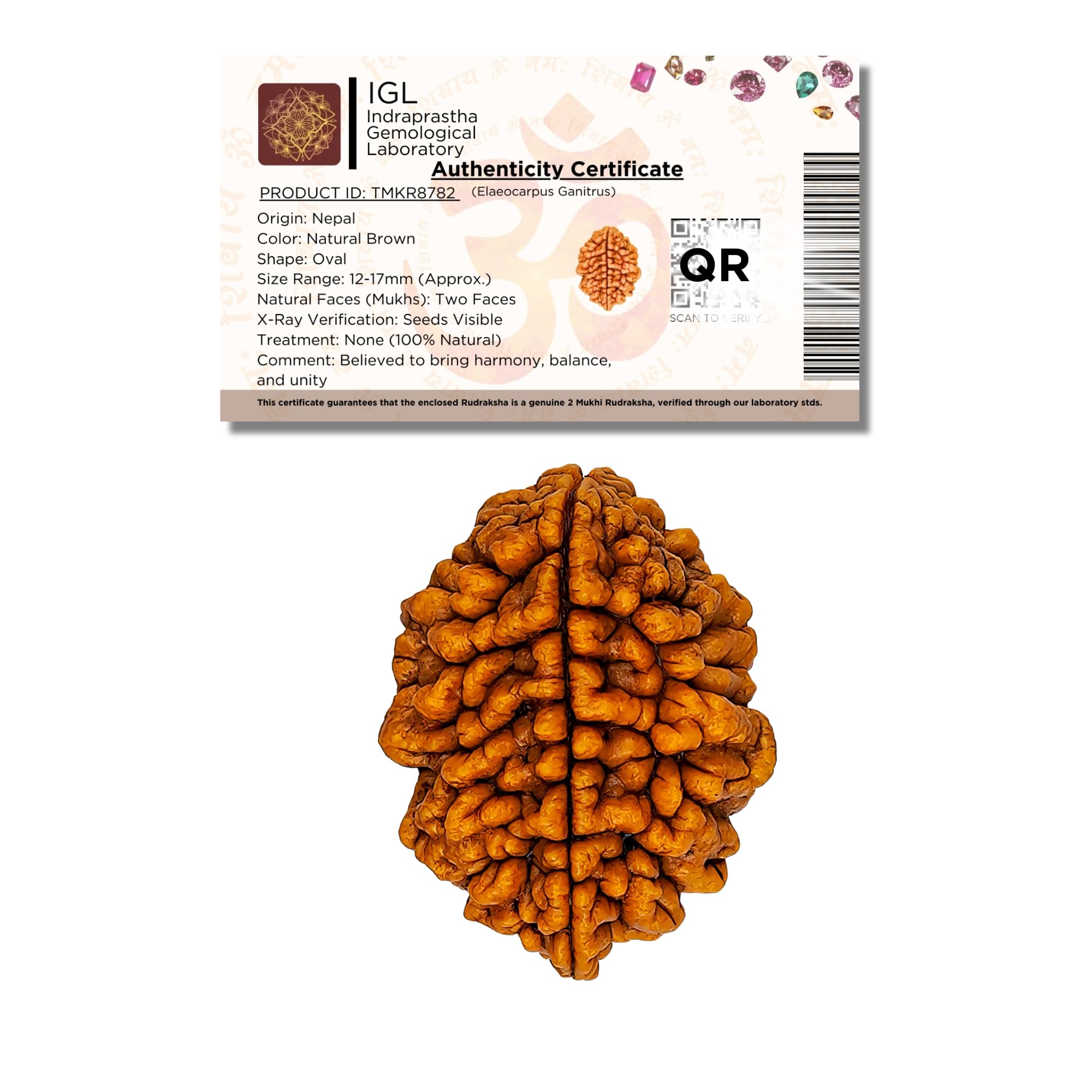 2 mukhi rudraksha Original Certified Nepali, [𝐇𝐢𝐠𝐡 𝐐𝐮𝐚𝐥𝐢𝐭𝐲 𝐂𝐞𝐫𝐭𝐢𝐟𝐢𝐞𝐝] 12-17mm, Oval Shape, Lab Certified, 100% Natural (Pack of 1)