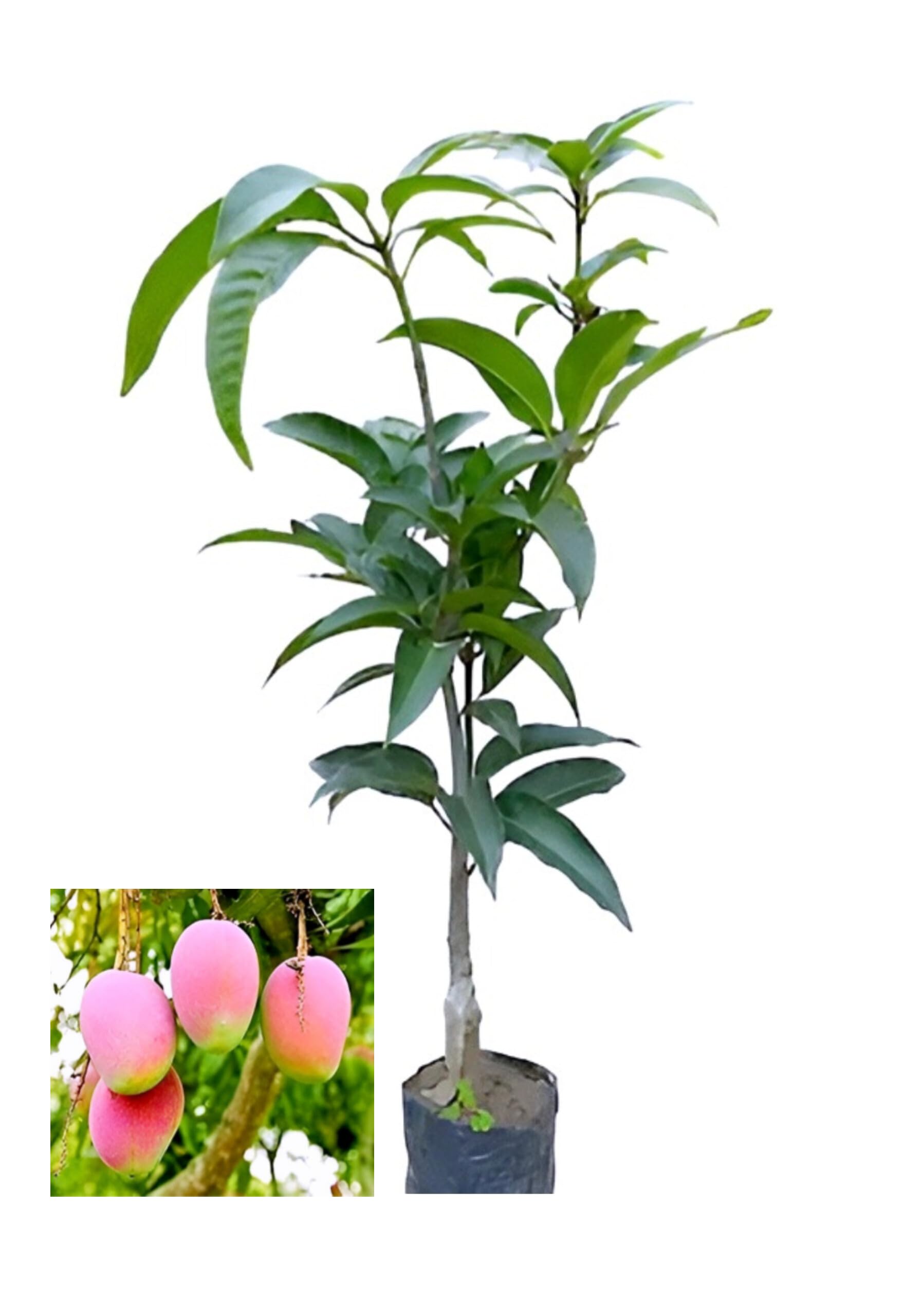 BUBLIX Red All Time Mango Fruit Tree Plant Fresh Natural Quality, Healthy & Delicious, Perfect for Gifting, Rich in Taste-image-19