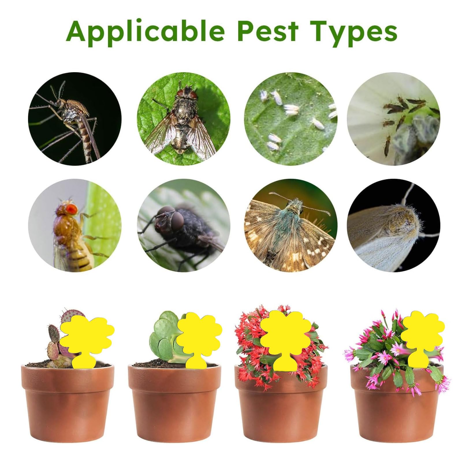 Fruit Fly Traps,Double-sided Fungus Gnat Sticky Catcher,for Greenhouses Orchards - Image 3