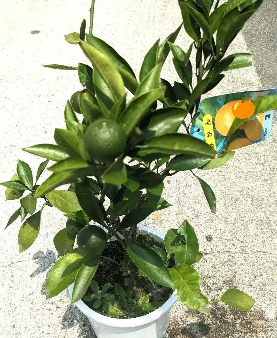 温州ミカンの苗木 実付き 4年生