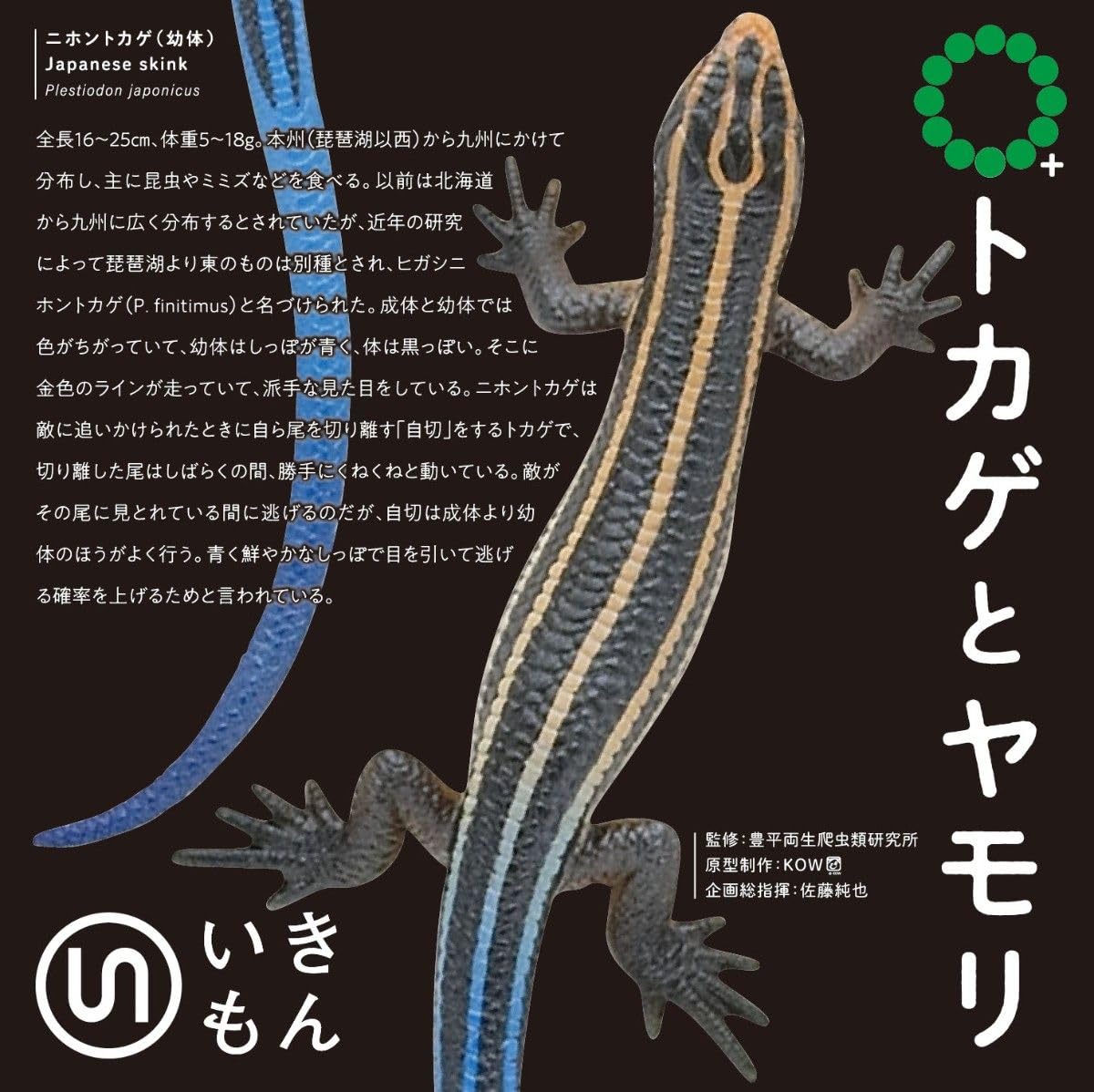 Amazon.co.jp: ネイチャーテクニカラー MONO PLUS トカゲとヤモリ