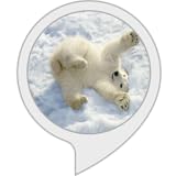  Eisbär