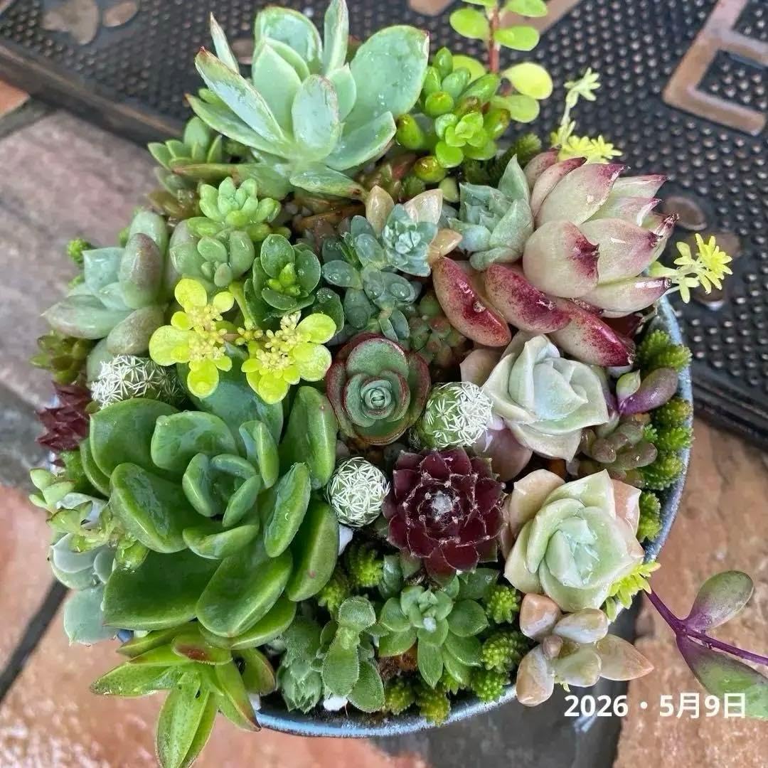 Amazon.co.jp: ＊多肉植物の寄せ植え＊そのまま飾れる＊ ＊鉢-直径12
