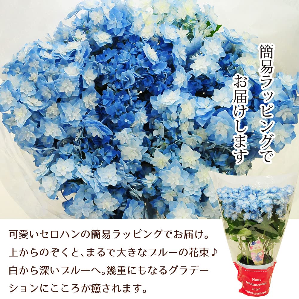 Amazon.co.jp: アジサイ 筑紫の風 5号鉢 : DIY・工具・ガーデン
