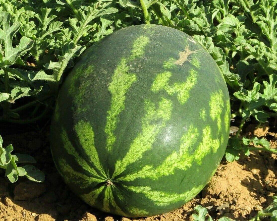 Buy4seeds 40 Seeds Watermelon Seeds Crimson Sweet Giant Water Melon citrullus lanatus