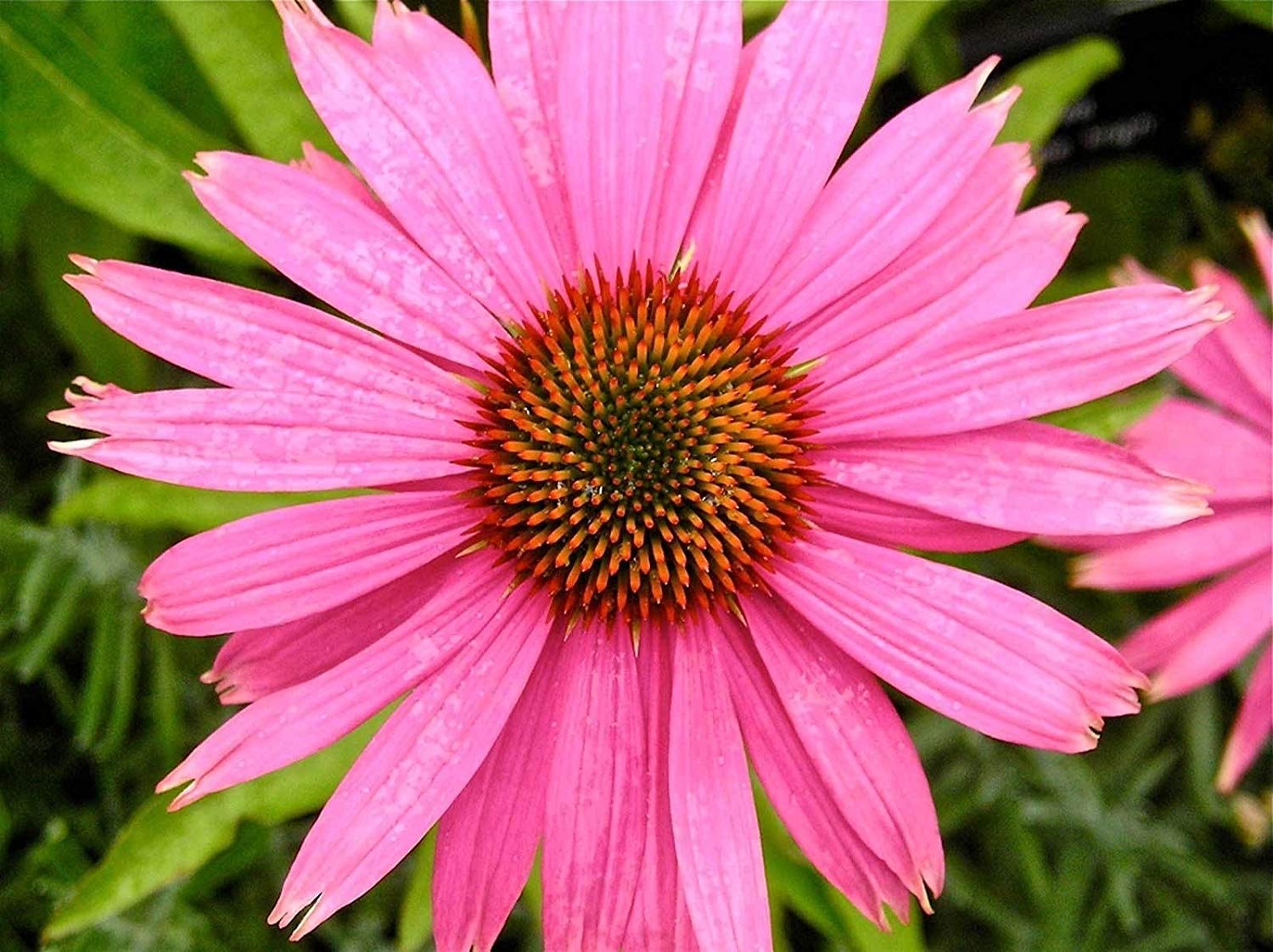 Echinacea purpurea | Eatern púrpura Equinácea | 20_seed