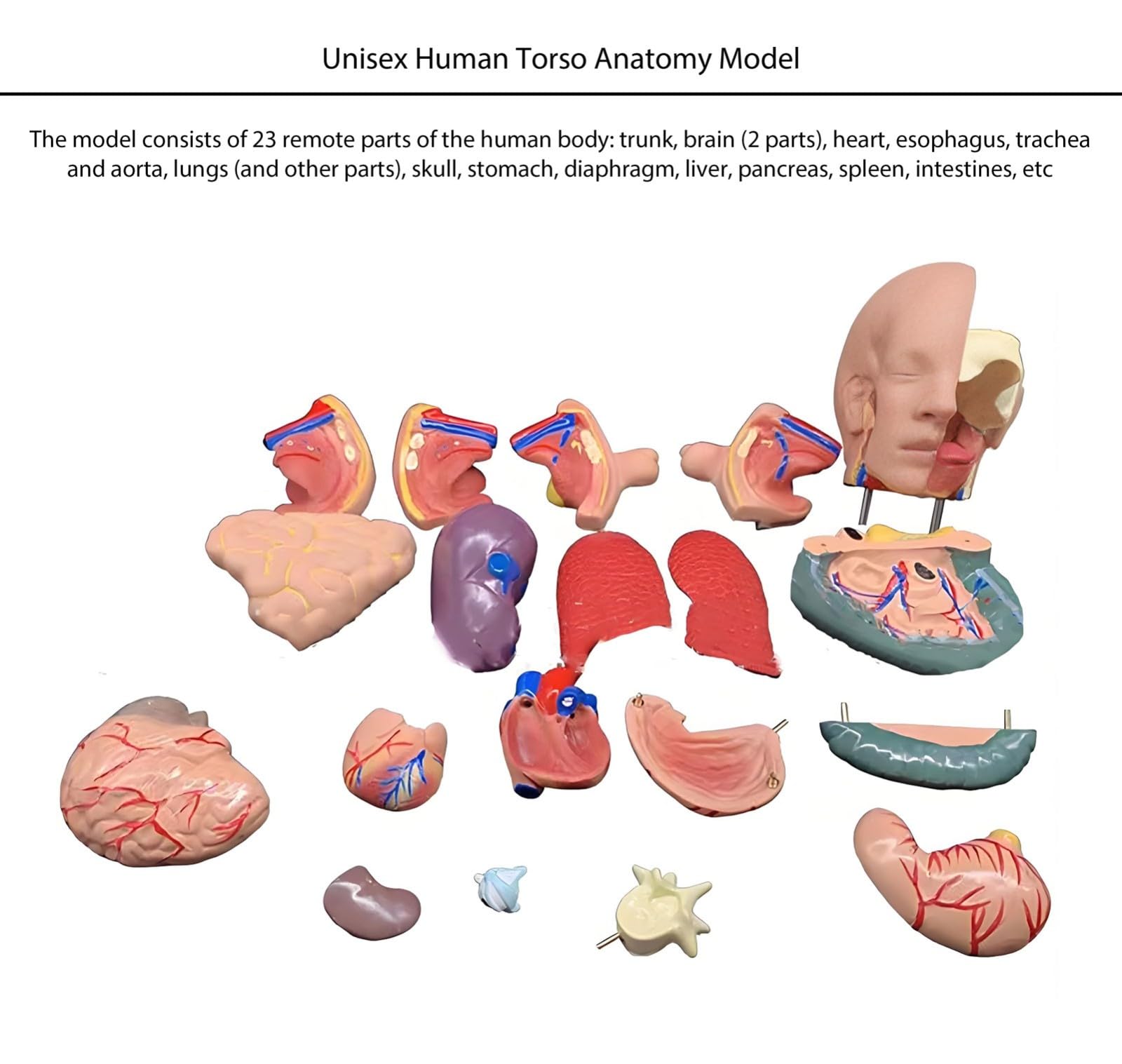 Xiaoxu Modèle d'anatomie Humaine de 55 cm avec Organes Amovibles, kit d'anatomie Portable pour Torse Masculin et féminin, 19 pièces, kit de modèle Anatomique Humain éducatif