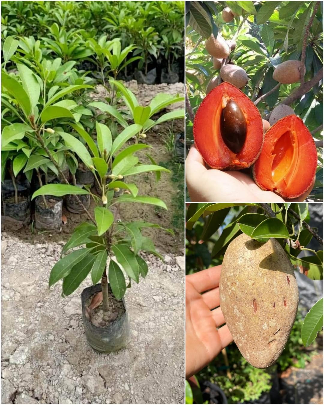 - Native Earth® THAI SAPOTA CHIKU (Sapodilla) Zapote Chico Grafted Dwarf Variety Manilkara Zapota Plant (1 Healthy Live Tree Height 2-3 feets)