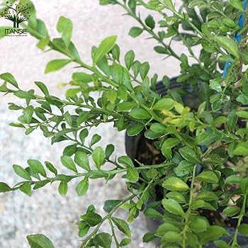 2年生　フィンガーライム接木苗／レッドシャンパン　樹高90cm 8号鉢 2年生 フィンガーライム接木苗／レッドシャンパン 樹高90cm 8号鉢