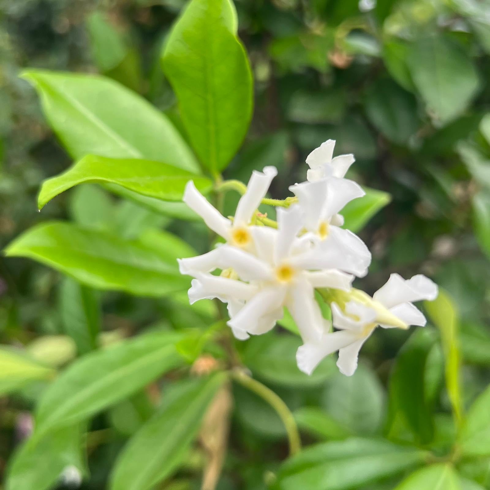 Large Star Jasmine Climbing Plant Trachelospermum Jasminoides 1.7m