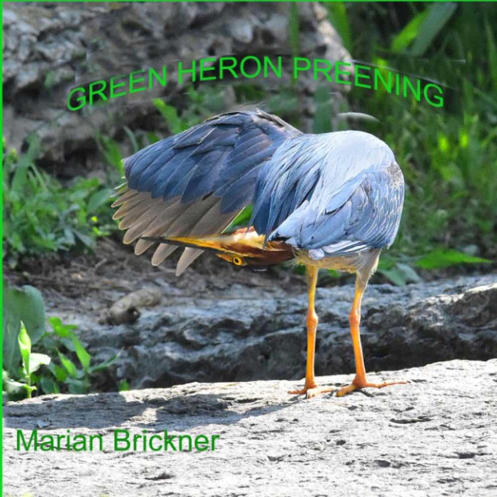 GREEN HERON PREENING