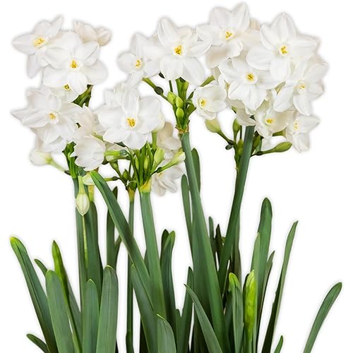 Easy to Grow Narcissus Paperwhite 'Ziva' Plant Bulbs (10 Pack) - Large Flower Bulbs for Indoor Forcing at Home, Fragrant Holiday Blooms