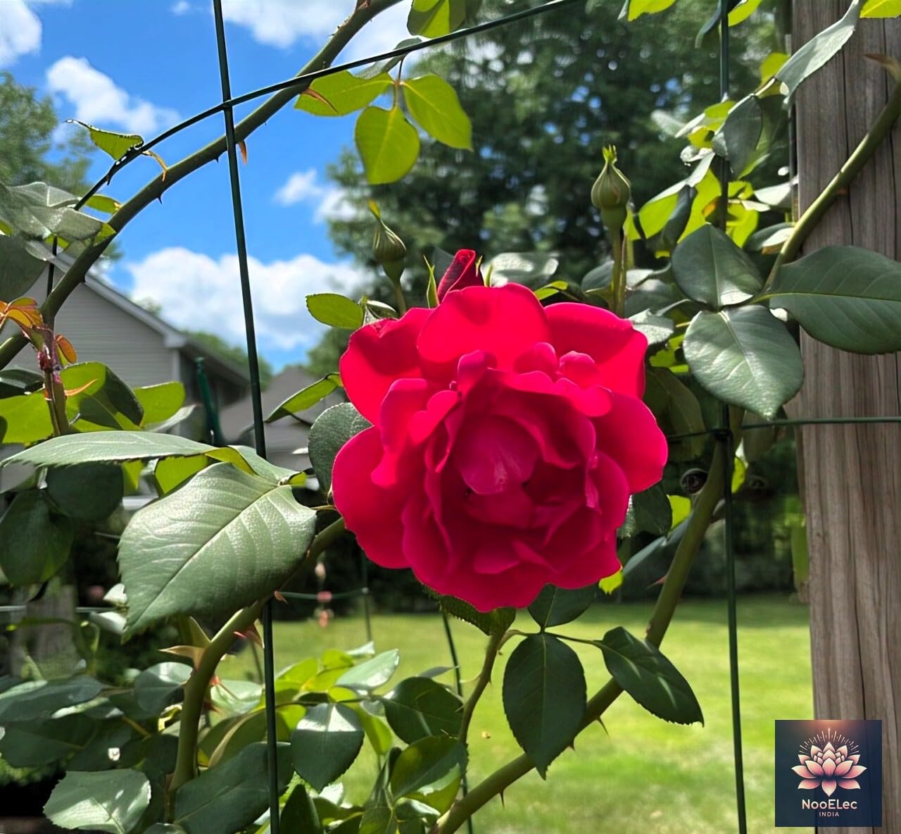 NooElec Seeds India Climbing Rose Flower Seeds, 60 Seeds Pack - Hybrid, Year-Round Blooms, Minimal Care (MIX) - Image 4 thumbnail