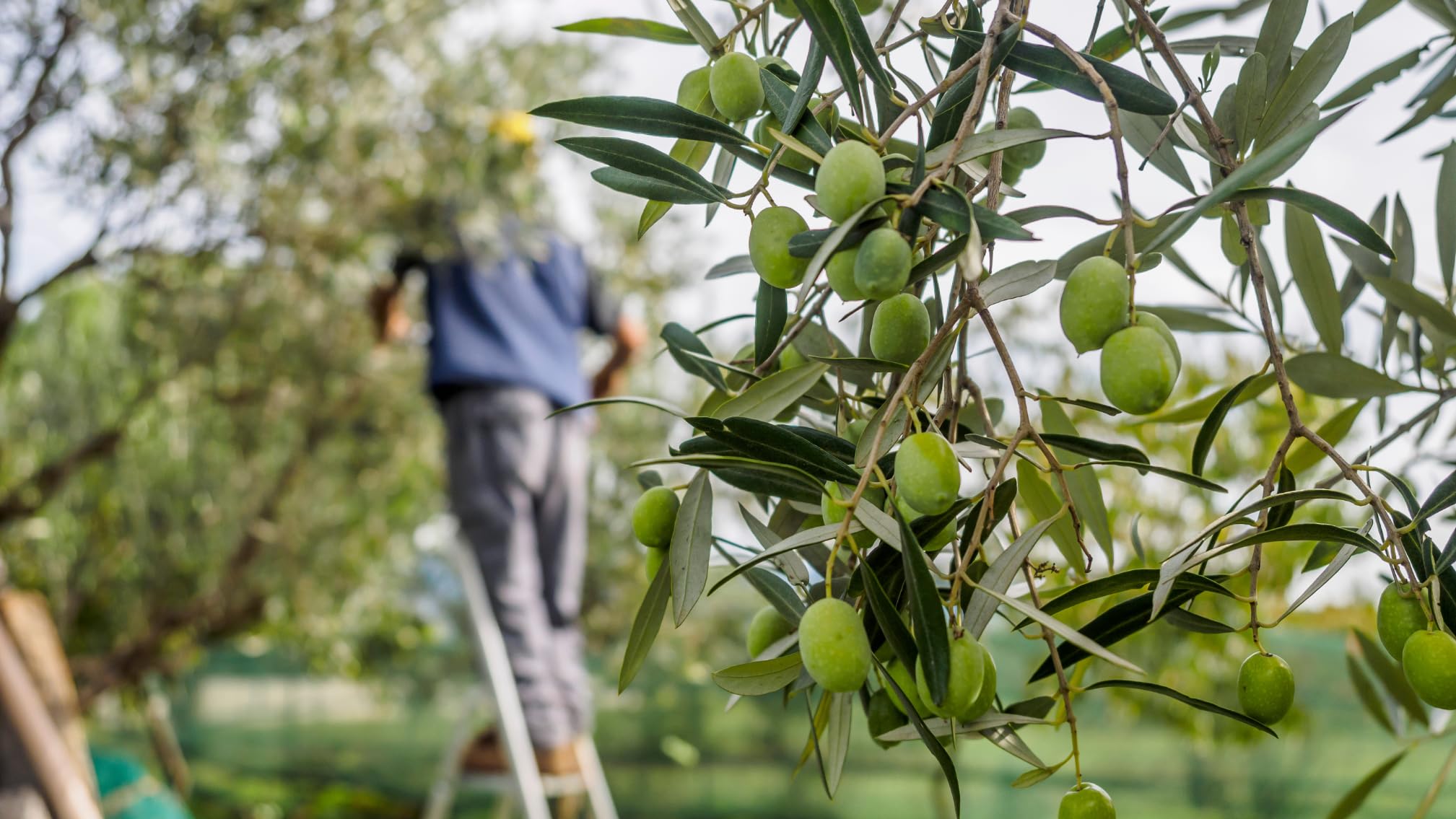 Olive Verdi giganti la bella di cerignola vaso di vetro olive verdi da tavola ideali per aperitivo apericena insalate olive Pugliesi tradizionali senza conservanti sapore unico (580 g)